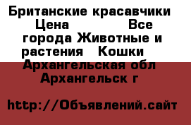 Британские красавчики › Цена ­ 35 000 - Все города Животные и растения » Кошки   . Архангельская обл.,Архангельск г.